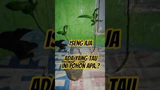 ISENG BIKIN #bonsai ,,ada yang tau ini pohon apa.? #bonsaitree #fypシ #fypシ゚viral #makingbonsai