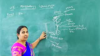Jr inter - Botany - Morphology - part - 1 screenshot 4