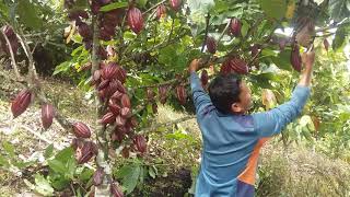 Cara memangkas cacao/coklat tampa pupuk buah nya banyak