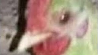 Dwtd Contextless Character Quirky Edition