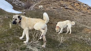 BOZİ KUZUYA SALDIRMAYA ÇALIŞIYOR PİTON UZAKTAN FAÇAYI AZAT SANDI YANINA GİDECEKTİ