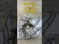 Cleaning vs Refinishing Wood (The Answer Surprised Me) #diy #restoration #shorts