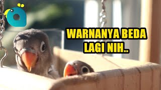 30 Hari Pertama: Warna Dari 2 Anak Lovebird Ini Berbeda Dari Induknya Josan by Bird Day 40,372 views 2 years ago 7 minutes, 31 seconds