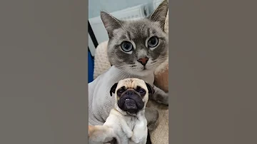 VLOG DOGS Funny Meme Dog Dogs Meme Tiktok Mrfodi 2025 