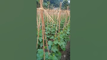 cucumber farming#farming #cucumber #viral #farmers #video #music