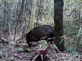 quatis, catitu, cachorro do Mato, mão pelada, na ceva de milho e abacate