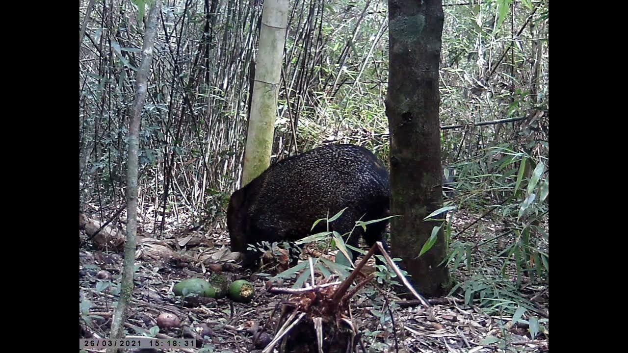 quatis, catitu, cachorro do Mato, mão pelada, na ceva de milho e abacate YouTube