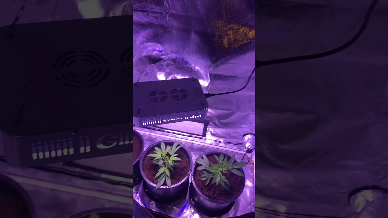 Giixer 1000 watt light