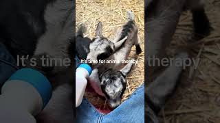 Call us for some animal assisted therapy #mentalhealth #therapy #goats #animals #animaltherapy