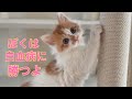 【102】生後1ヶ月で猫白血病ウイルスと闘った保護子猫バーニー隔離生活後の再検査の結果⭐︎ノミまみれだったハチワレ子猫3兄弟が全匹幸せを掴みました㊗️