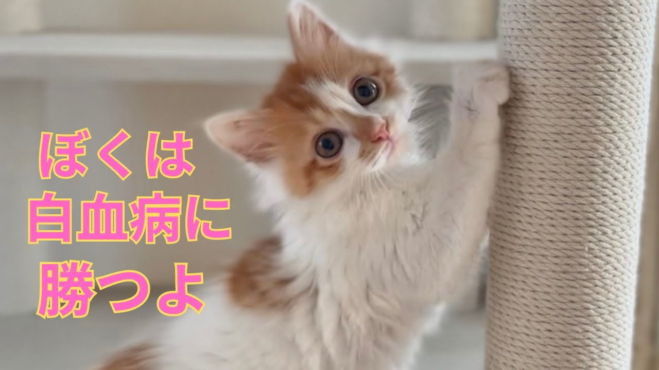 【102】生後1ヶ月で猫白血病ウイルスと闘った保護子猫バーニー隔離生活後の再検査の結果⭐︎ノミまみれだったハチワレ子猫3兄弟が全匹幸せを掴みました㊗️