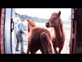 Different Horse Training Techniques // Fixing up Horse Barn