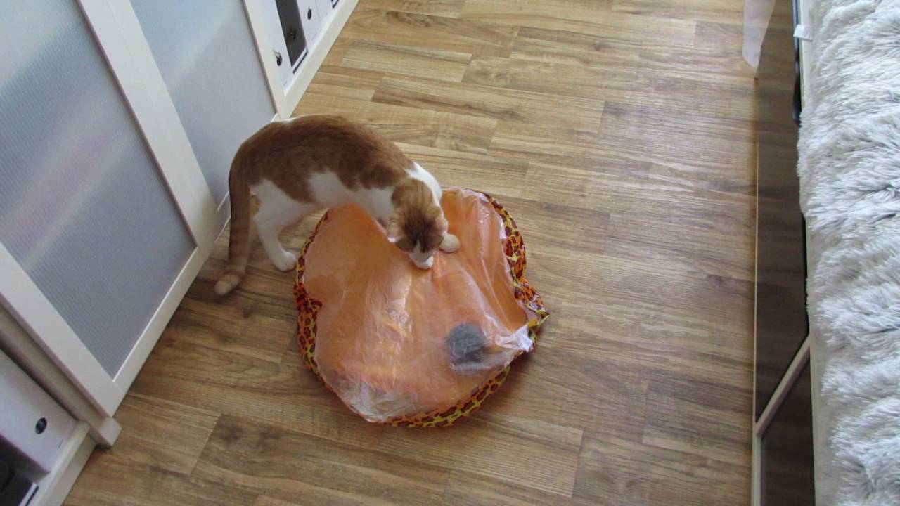 Kitte Damian and Florian playing - YouTube