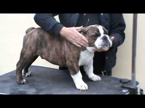 Hillplace Bulldogs guide to buying a bulldog puppy