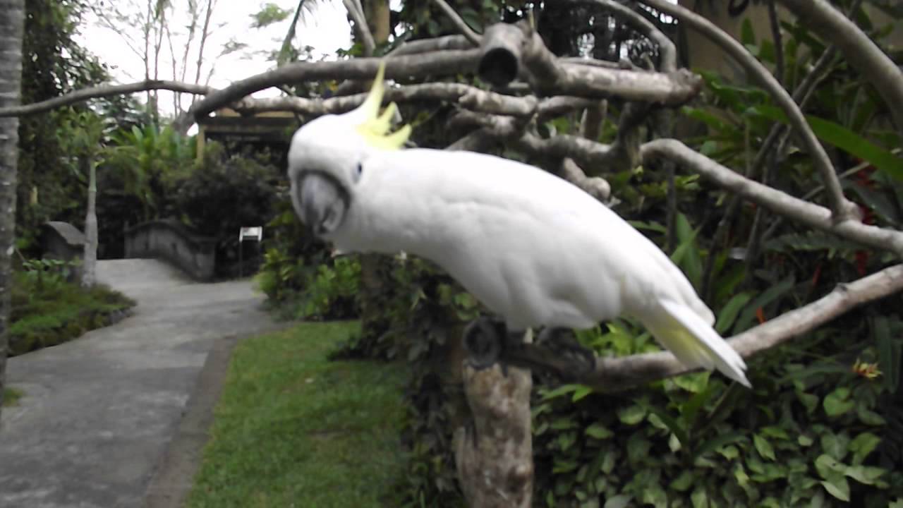 A Kakatua Falante do Parque das Aves em Bali - Viagem Mundial 