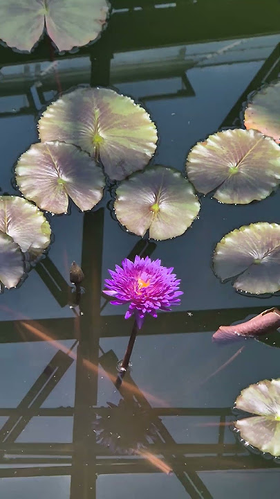 Purple #waterlily (genus Nymphaea) #floatingflowers