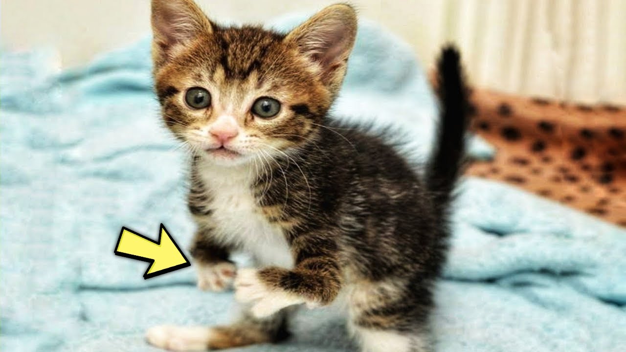 Хозяева принесли котенка на эвтаназию. Но котенка у них забрали. - YouTube