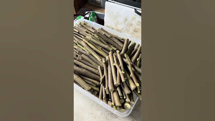 Root Fig Trees FAST with This Easy Sand Propagation Hack! 🌱