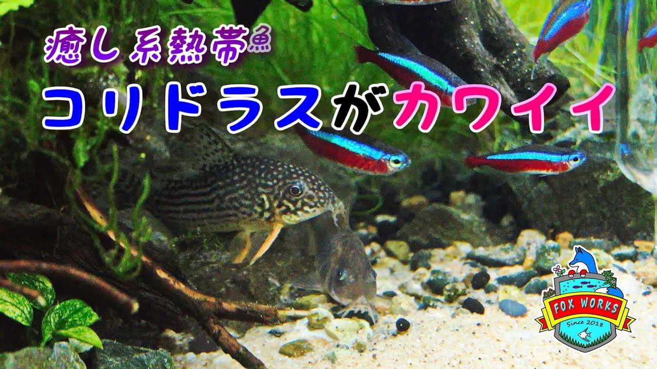 No 061 癒し系熱帯魚 コリドラスがカワイイ Youtube