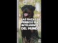 ESTAS SON LAS RAZAS MÁS INTELIGENTES DE PERROS EN EL MUNDO #shorts