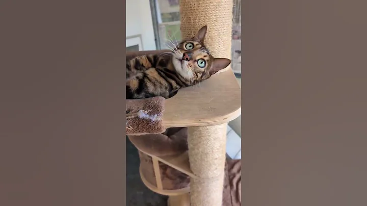 Video 11297191: home bengal cats