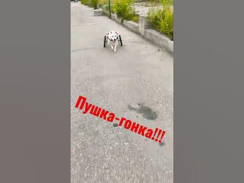 амстафф Берта и коляска!!! - YouTube