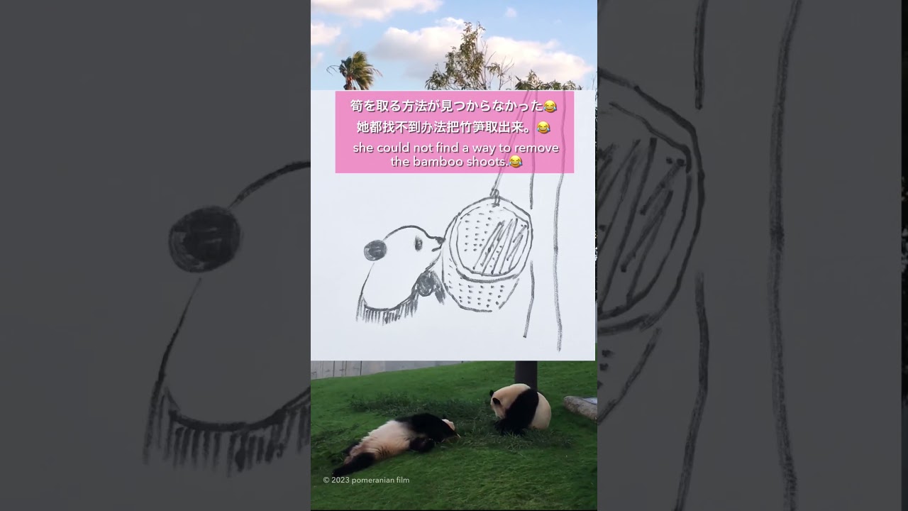 【桜浜bilibiliより'23.10.15おまぬけエピソードシェアイラスト有/桃浜】'17.10.30📷 #桜浜 #櫻浜 #ouhin #Yinbang #パンダ #panda #🐼