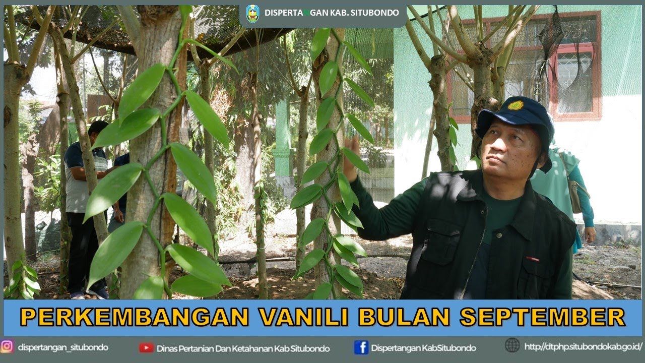 PERKEMBANGAN TANAMAN VANILI DI BULAN SEPTEMBER MILIK DISPERTANGAN KAB.SITUBONDO