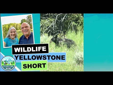 Yellowstone Bear SHORT #shorts