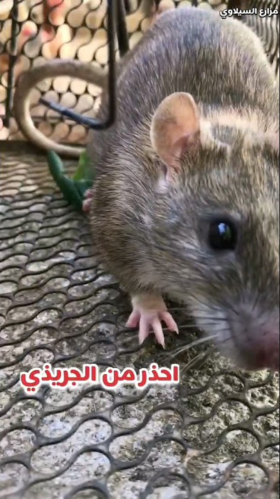 الجرذ مع الدجاج أحذر 🐀