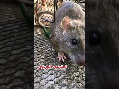 فيديو: هل تأكل الفئران لحم الدجاج؟