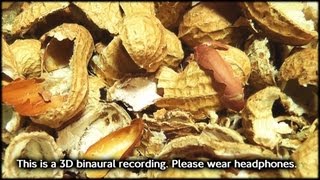 81. 3D Peanut Husks Binaural - Wear Headphones - Soundsculptures Asmr