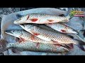Рыбалка сетями на реке Амур, закрываю сезон жидкой воды 2021 года!