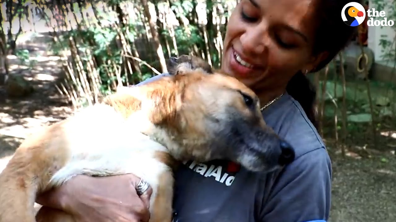 Dog Who Couldn't Walk Learns To Run Again | The Dodo - YouTube