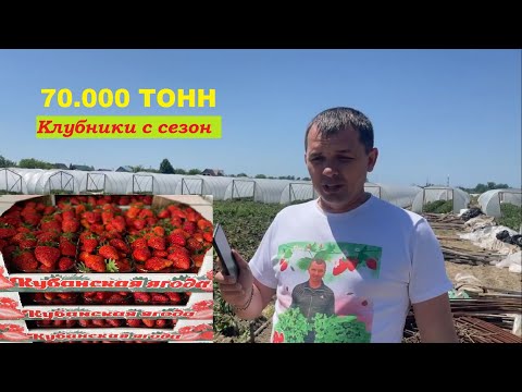 //Сезон клубники 2022/