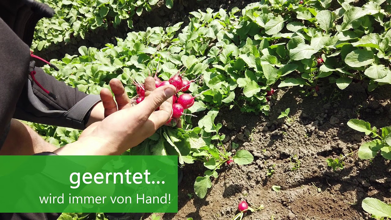 Radieschenernte in Tirol