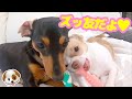 仲が良過ぎてカップルにしか見えなくなった子犬チワワとチワックス