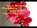 Орхидеи Buddha's Treasure (моя давняя мечта💘). Осмотр, обработка, пересадка, первый полив