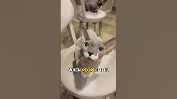 ⁠Sleep Your Problems Away 😂 #shorts ​⁠ @Twinsphynxcats