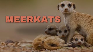Famous Discovering the Charismatic World of Meerkats Net Worth