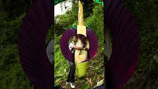 Did you know??-What is the corpse flower with the world’s largest inflorescence??#short