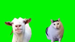 Goat Talking To Huh Cat Meme (Green Screen)
