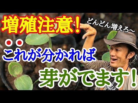 【なんでも増やせれる！】園芸店長が植物の種を発芽させる方法を実演で教えます。これさえ知ってれば植物は種でどんどん増やせます。毎年楽しみたい方、低コストで大量に育てたい方。園芸がめちゃくちゃ楽しくなる