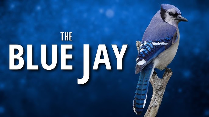 Cute and Funny Blue Jay Behavior 