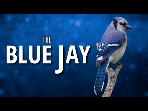 The  BLUE JAY | Complex, Fun and Smart