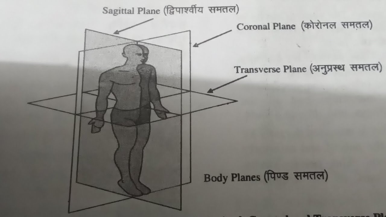 Human Anatomy and physiology ||d_pharma 1st year chapter 1 - YouTube