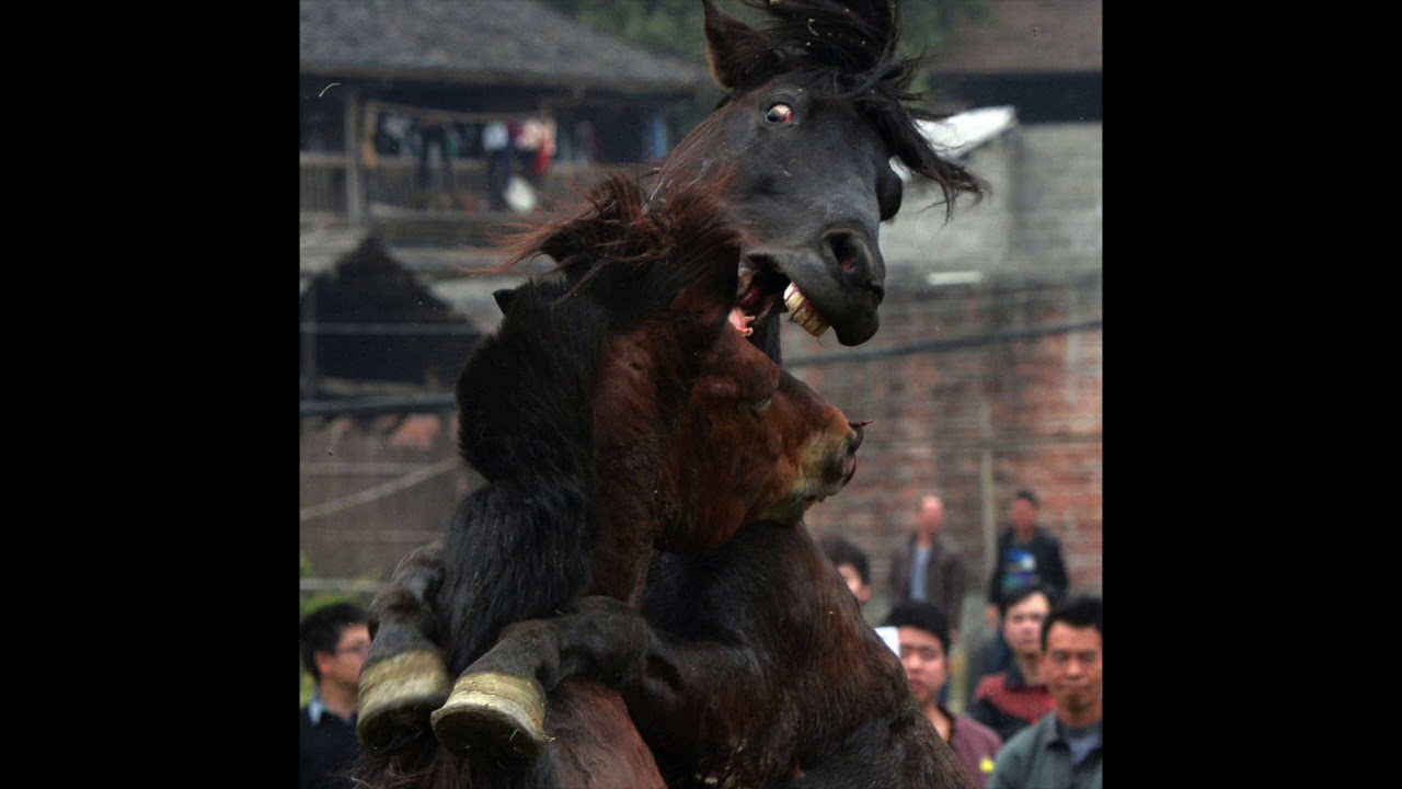 Watch Landfill / Flvx Capacitor - Split (Full Landfill Side of Split 2018) on YouTube Watch Landfill / Flvx Capacitor - Split (Full Landfill Side of Split 2018) on YouTube