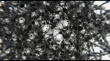 The Observer Effect: How Your Mind Shapes the Universe — Live Exploration