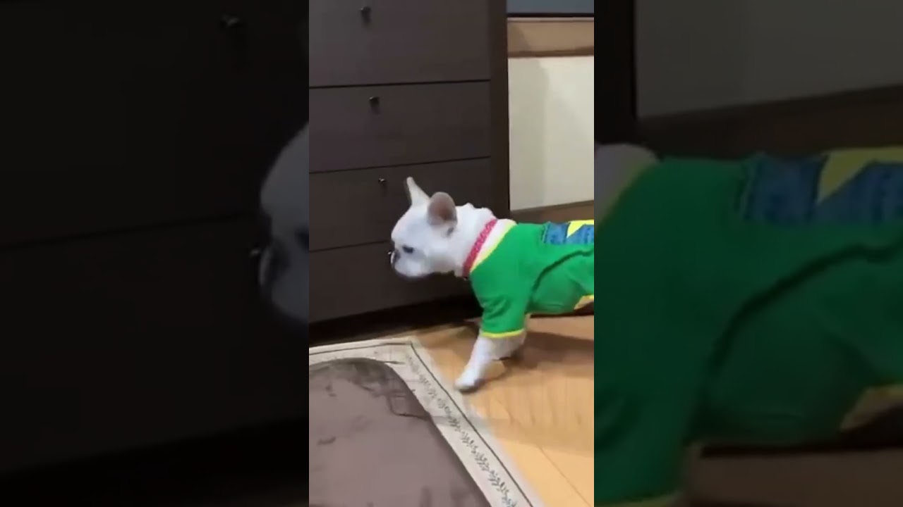 Chuckle Critters: The Comedy Collection