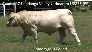 Lot 17 - CHAROLAIS - Kandanga Valley Ultimatum U227E - Homozygous Polled - Sells December 6th, 2025